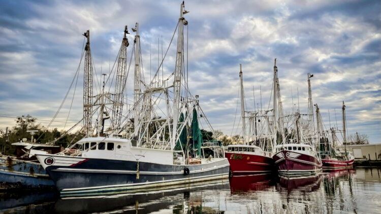 تقرير NOAA يكشف تراجعًا حادًا في صناعة الجمبري بالخليج