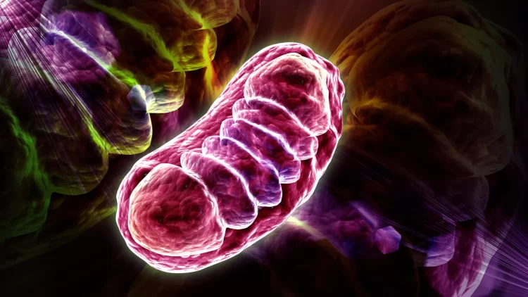 علماء يكتشفون عنصرًا غذائيًا يعزز طاقة الخلايا علماء يكتشفون عنصرًا غذائيًا يعزز طاقة الخلايا