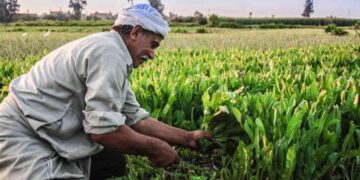 كيف لا تزال الزراعة تُسهم في اقتصاد مصر رغم جهود التنويع الاقتصادي