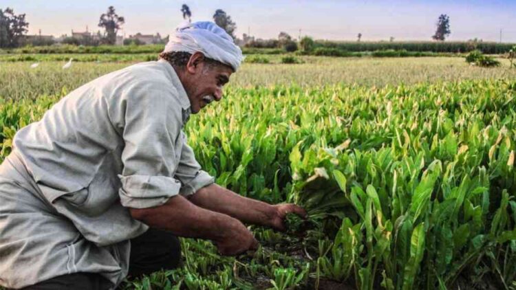 كيف لا تزال الزراعة تُسهم في اقتصاد مصر رغم جهود التنويع الاقتصادي كيف لا تزال الزراعة تُسهم في اقتصاد مصر رغم جهود التنويع الاقتصادي