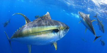 إعادة فتح صيد الأسماك التجارية في معالم المحيط الهادئ