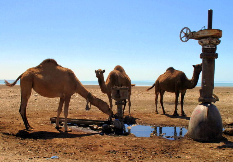 الزراعة العمودية وأمن الغذاء في السعودية الزراعة العمودية وأمن الغذاء في السعودية