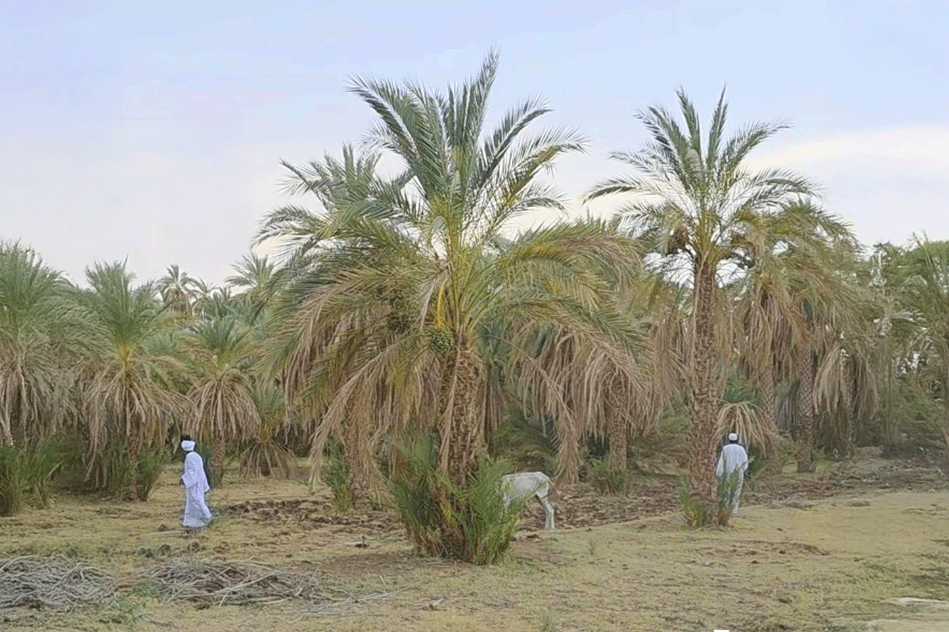 توليد 40 ميغاواط طاقة متجددة لدعم الري في الولاية الشمالية بالسودان