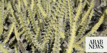 جازان: Euphorbia fractiflexa تعزز السياحة البيئية في السعودية