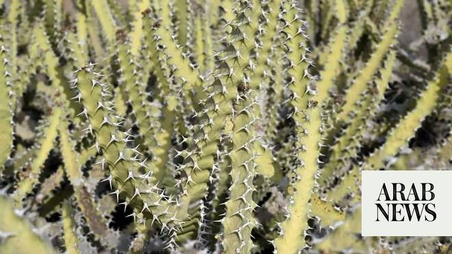 جازان: Euphorbia fractiflexa تعزز السياحة البيئية في السعودية جازان: Euphorbia fractiflexa تعزز السياحة البيئية في السعودية
