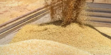 سوريا تعتمد آلية جديدة لتسويق قمح الحسكة مع تغطية أجور النقل للمزارعين