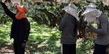 كوريا الجنوبية تطلق تأمين مخاطر المناخ لتعويض خسائر موجات الحر