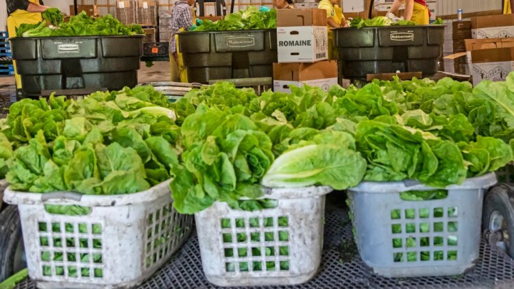 مشيغان تسجل أكثر من 10000 حالة إصابة بسعار متسلل في تفشي مستمر مشيغان تسجل أكثر من 10000 حالة إصابة بسعار متسلل في تفشي مستمر